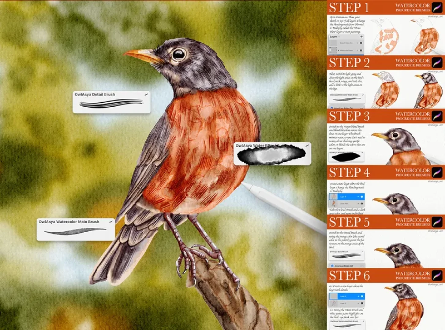 OwlAsya - Step-by-Step — Watercolor Robin