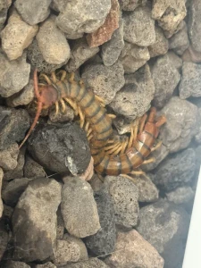 Nomadic Fanatic - NOPE. These centipedes are VERY toxic HERE. Rehome or use LOTS of fire!  