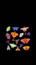 pikaole - [ Live wallpaper - Mobile] Moth, beetle and spiders  part 2